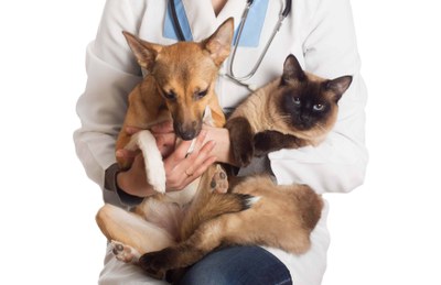 Câmara de Alpinópolis aprova crédito especial para programa de castrações de cães e gatos